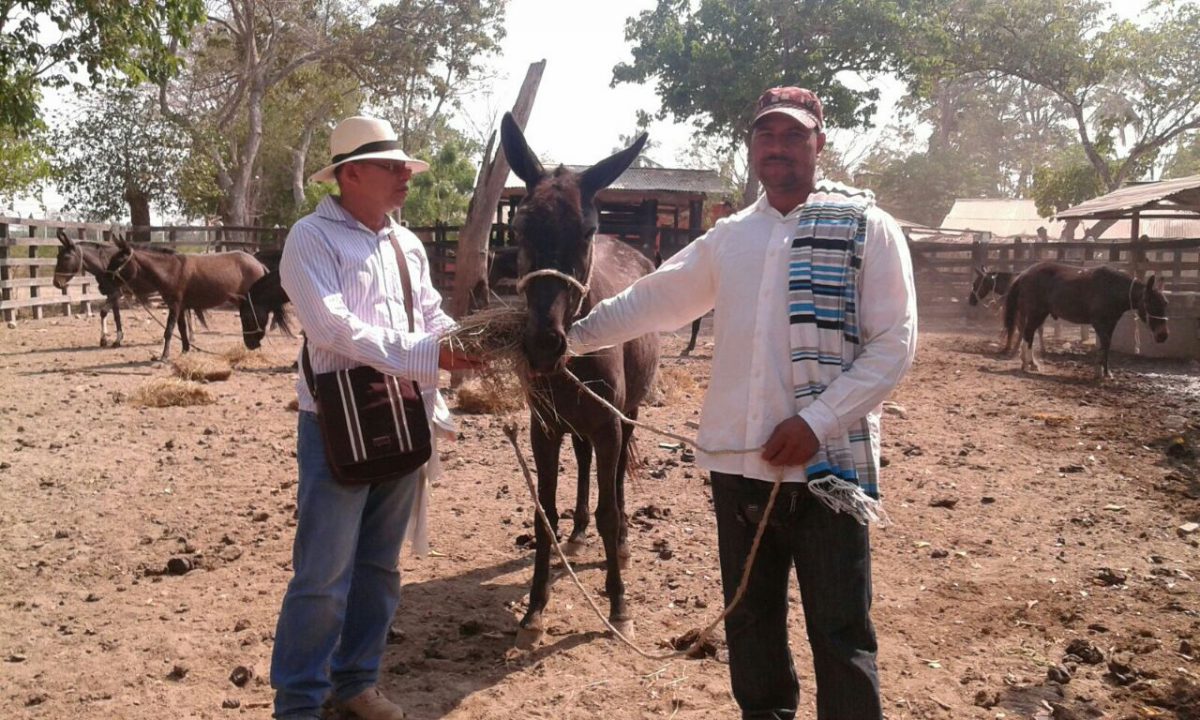 Campesino Recibiendo Las Mulas