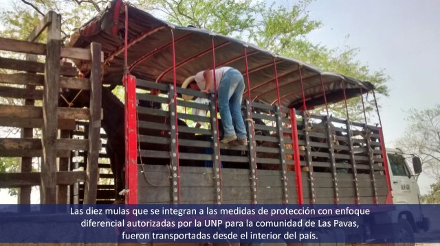 Entrega de Mulas para los campesinos de las Pavas Sur de Bolivar autorizadas por la UNP