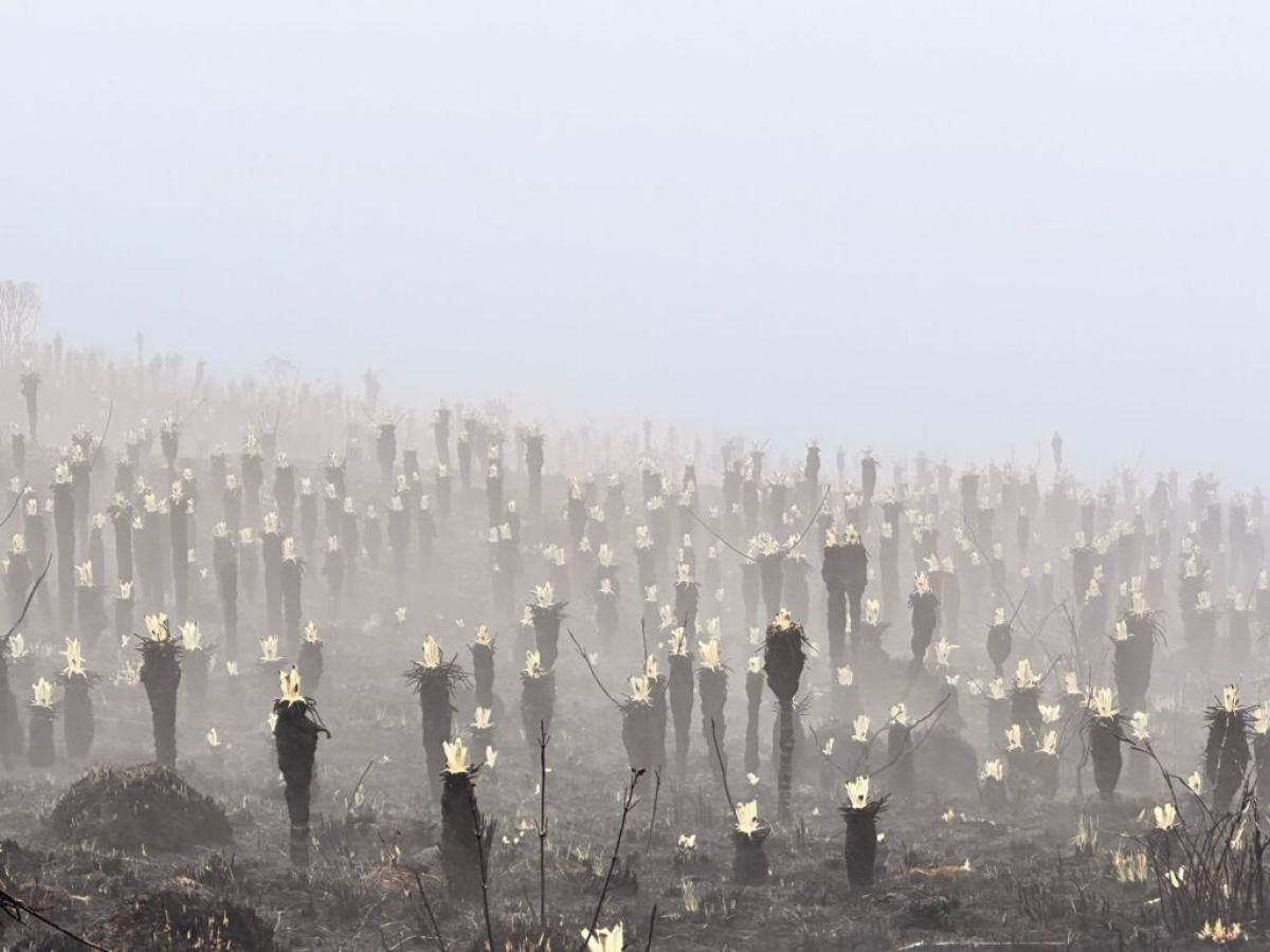 Frailejones