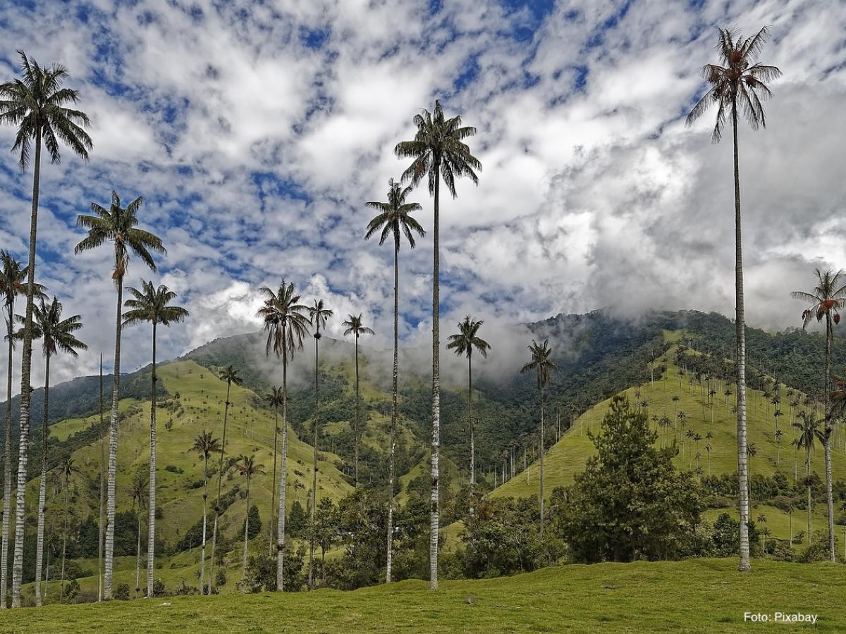 Palmeras
