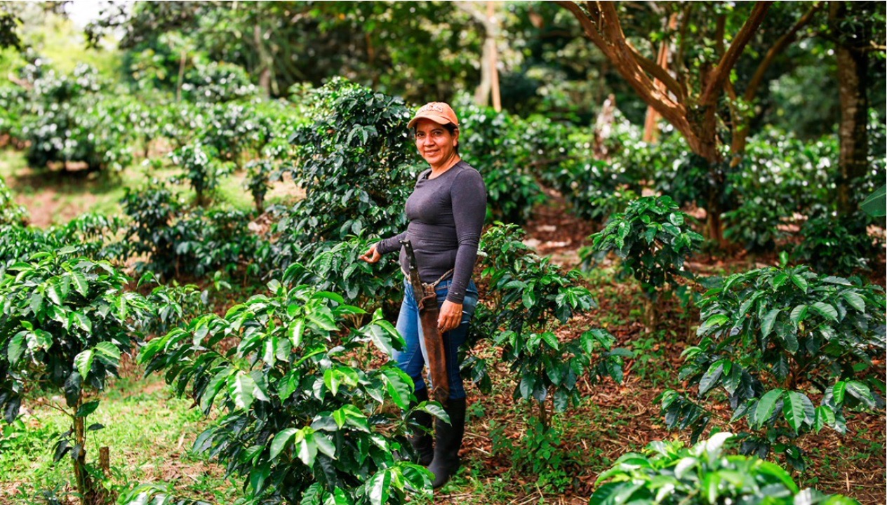 Mujer en un cafetal