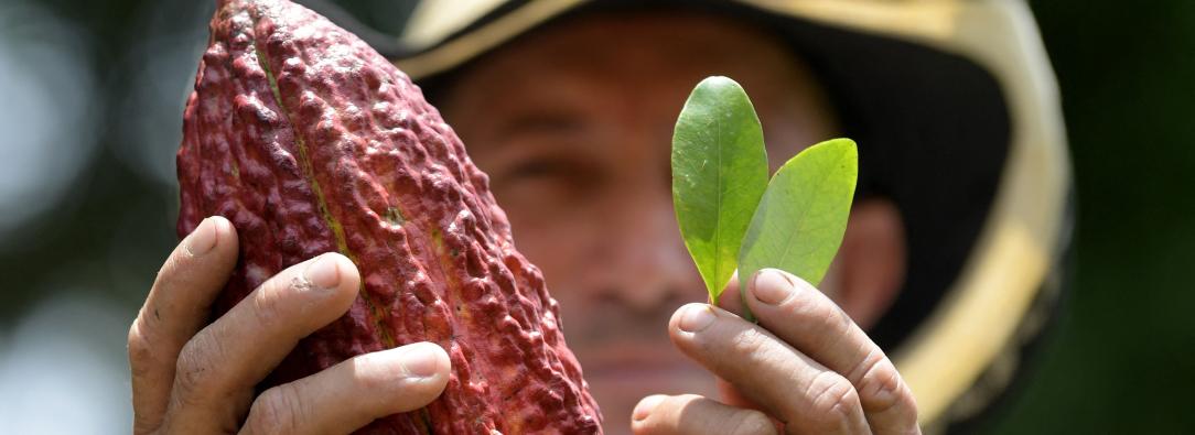 Cacao