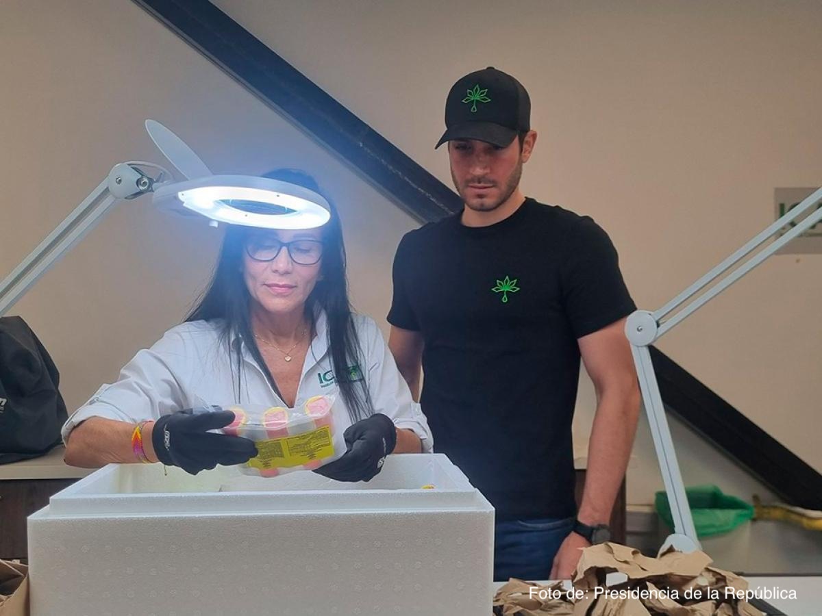Colombia-amplia-exportaciones-cannabis