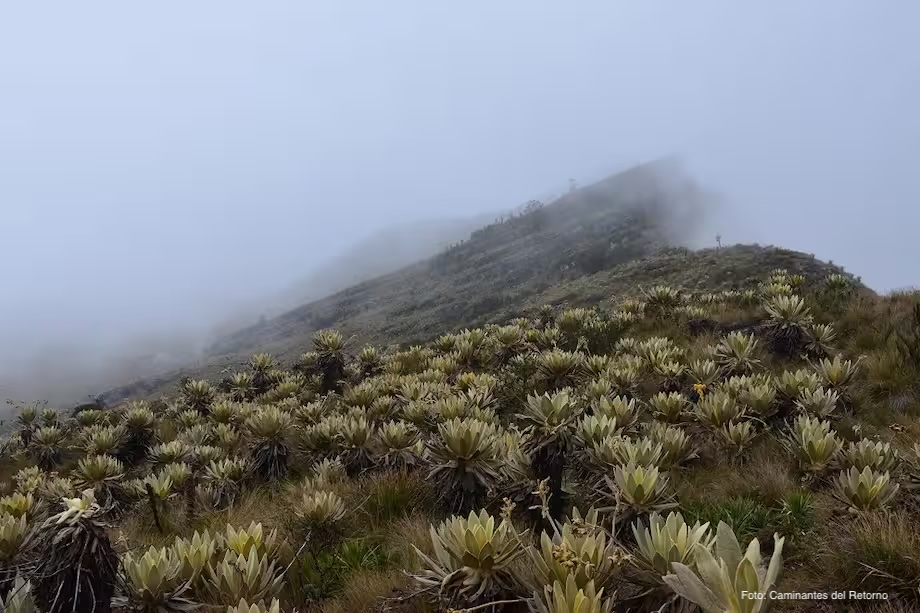 Paramo