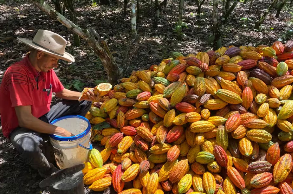 cacao