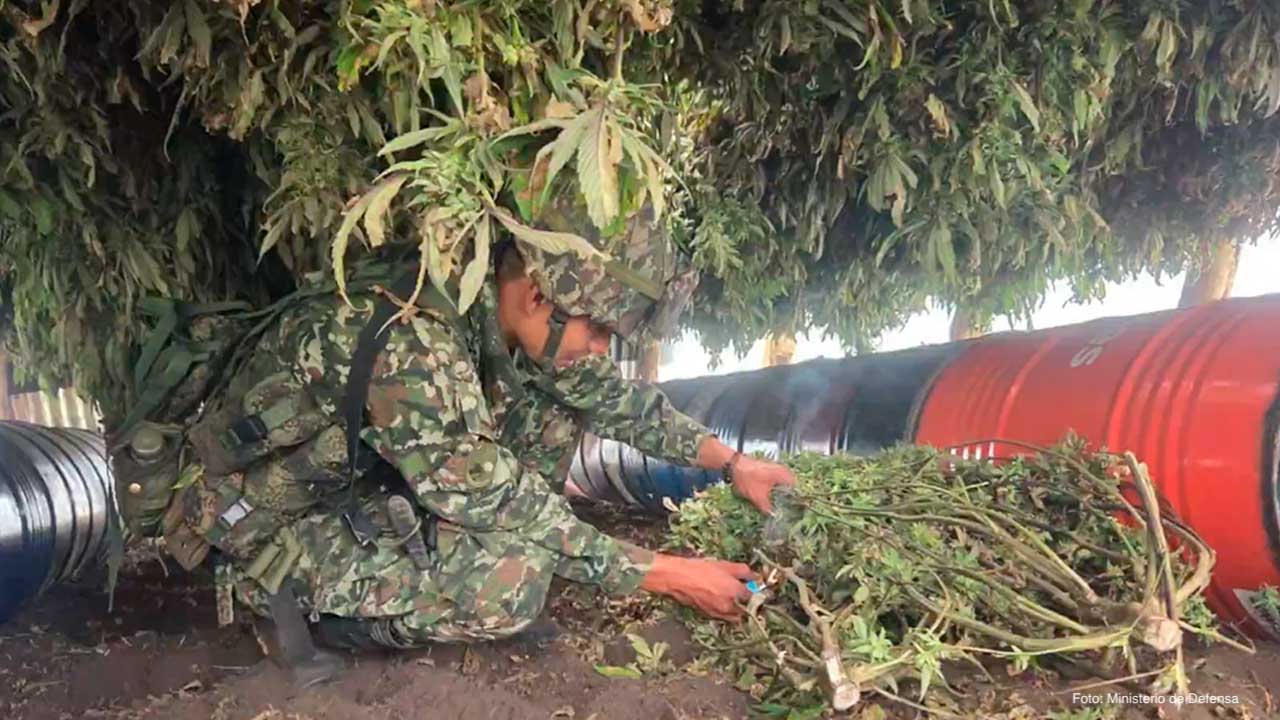 Ejército y Policía incautaron más de una tonelada de marihuana que tenía como destino Ecuador
